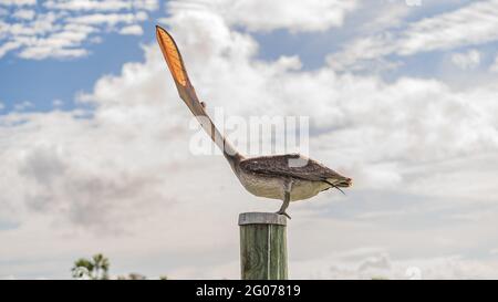 A brown Pelican begins to yawn while sitting on top of a wooden pile Stock Photo