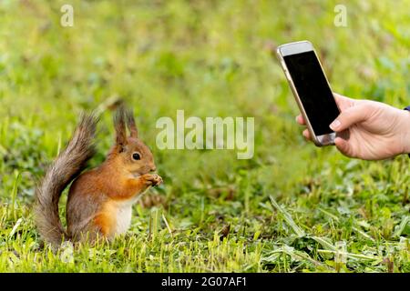 people in the Park taking photo of red squirrel eats nuts  Stock Photo