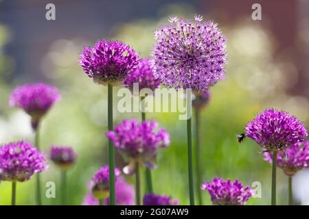 Henley-on-Thames, UK: Purple Sensation alliums growing in pots on a roof terrace in early summer sunshine. Anna Watson/Alamy Stock Photo