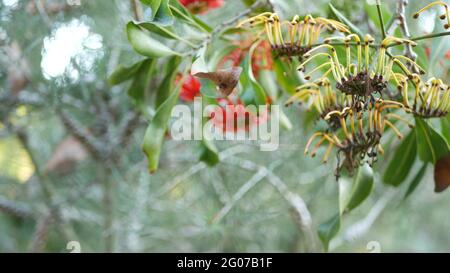 Firewheel tree red flowers, California USA. Australian white beefwood oak, stenocarpus sinuatus unusual unique original exotic inflorescence. Calm for Stock Photo