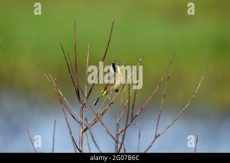 Common yellowthroat singing his heart out, Washington State, USA Stock