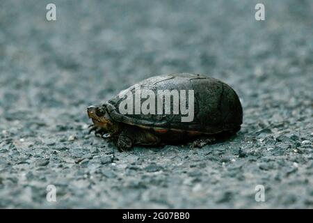 Eastern Mud Turtle Crossing the Road Stock Photo