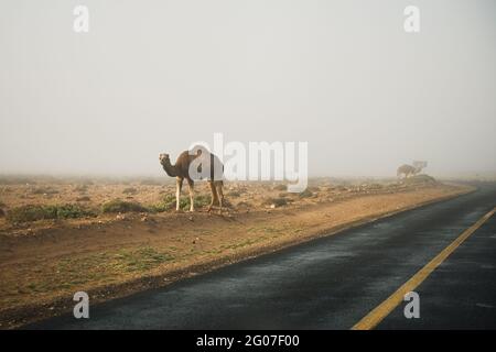 Several camels walking near road in desert landscape of Sahara. Animals on road concept. Horizontal color photography. Stock Photo