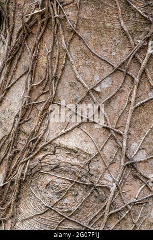 Dead climbing Common Ivy Hedera helix on a tree trunk. Stock Photo