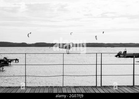 Grayscale shot of a lonely seagull standing on a metal railing at the beach Stock Photo