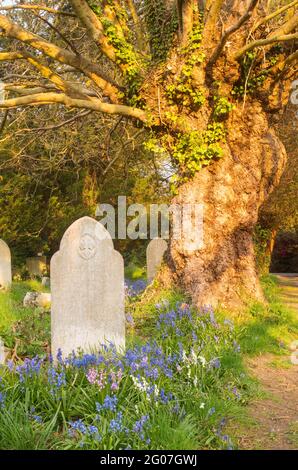 Bluebells in Southampton Old Cemetery on Southampton Common Stock Photo