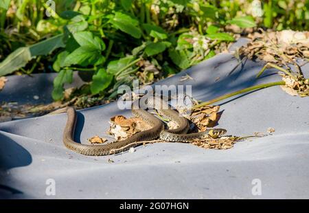 The grass snake (Natrix natrix), sometimes called the ringed snake or water snake, it is a non-venomous snake warming itself in home garden. Stock Photo