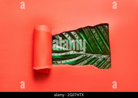 Torn and rolled piece of red paper and green tropical palm leaf. Copy space. Bright and creative background. Palm leaf through paper hole Stock Photo