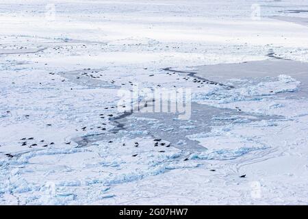 Seal colony on ice floes. HSUS Photoshoot March 2006, Save the seals campain on the ice floes north of Prince Edward Island, northeast off Magdalen Is Stock Photo