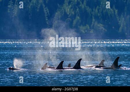 Family pod of northern resident orca whales resting in Johnstone Strait off northern Vancouver Island, First Nations Territory, British Columbia, Cana Stock Photo