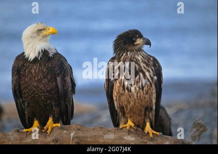 two bald eagles sitting on a piece of driftwood along the British Columbia coast, British Columbia, Canada Stock Photo