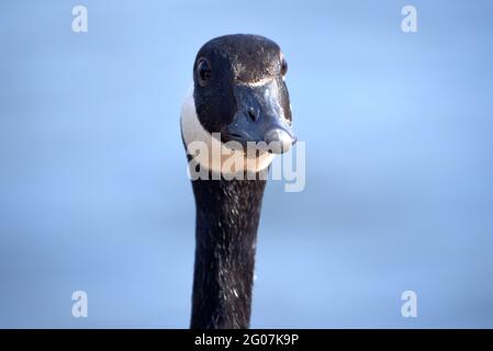 A goose at Mytchett Lake along the beautiful Basingstoke Canal in Surrey Stock Photo