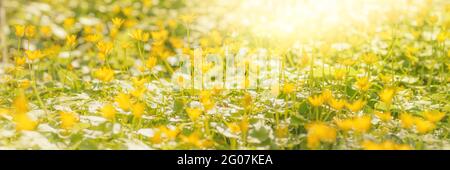 Yellow flowers field in bright sunlight. Long panoramic summer theme image for texture and background Stock Photo