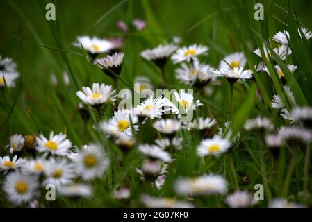 Daisies growing as spring moves into summer in southern England Stock Photo