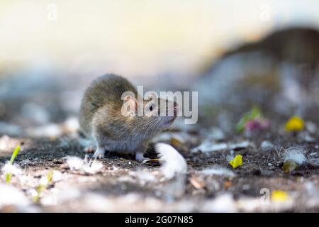 Leicester, Leicestershire, UK 30th May 2021. UK News. Brown rats forage for food in an inner city park in Leicester City Centre. Alex Hannam/Empics Stock Photo