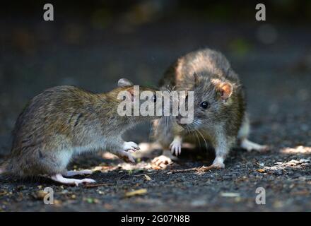 Leicester, Leicestershire, UK 30th May 2021. UK News. Brown rats forage for food in an inner city park in Leicester City Centre. Alex Hannam/Empics Stock Photo