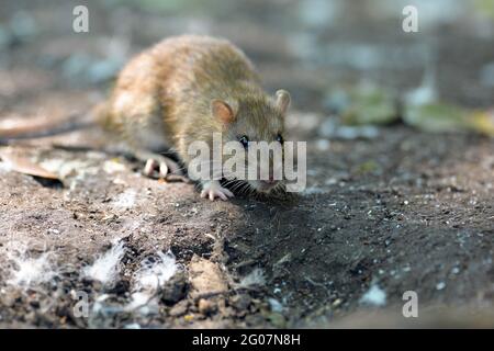 Leicester, Leicestershire, UK 30th May 2021. UK News. Brown rats forage for food in an inner city park in Leicester City Centre. Alex Hannam/Empics Stock Photo