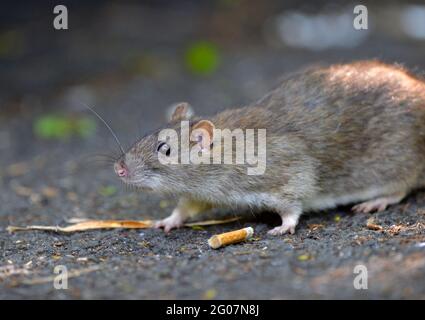 Leicester, Leicestershire, UK 30th May 2021. UK News. Brown rats forage for food in an inner city park in Leicester City Centre. Alex Hannam/Empics Stock Photo