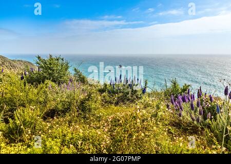 Wonderful blooming wildflowers on the coast at Big Sur, California in springtime Stock Photo