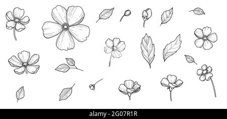 Free hand Sakura flower vector set, Beautiful line art Peach blossom isolate on white background. Realistic hand drawn style Stock Vector