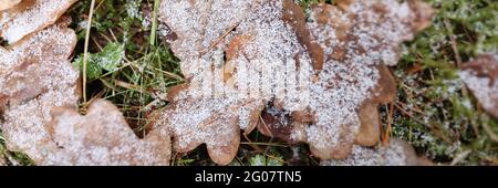 Autumn fallen leaves lying on green grass in snow closeup Stock Photo