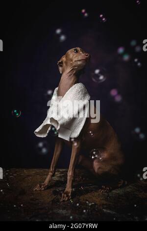 Adorable small Italian piccolo dog with towel getting ready for the bath on dark background full with soap bubbles Stock Photo
