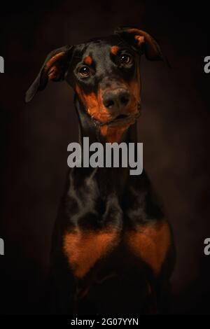 Beautiful doberman looking away over dark background Stock Photo