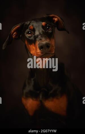 Beautiful doberman looking away over dark background Stock Photo