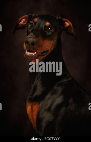 Beautiful doberman looking away over dark background Stock Photo