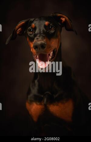 Beautiful doberman looking away over dark background Stock Photo