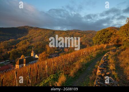 FRANCE, BAS-RHIN (67), ANDLAU, IN THE VINEYARDS OF ANDLAU IN AUTUMN AND VIEWS OF THE ROMAN CHURCH OF SAINTS PETER AND PAUL Stock Photo