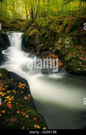 FRANCE, HAUT-RHIN (68), SEWEN, WATERFALL AND RIVER SEEBACH, BALLONS DES VOSGES REGIONAL NATURE PARK Stock Photo