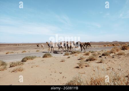 Camels standing near asphalt road eating dry grass in sandy desert against cloudy sky near Marrakesh, Morocco Stock Photo