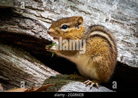 Cute and curious chipmunk eating leafs close up in the tree Stock Photo