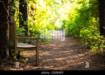 Empty wooden bench at morning sunshine in the forest path Stock Photo