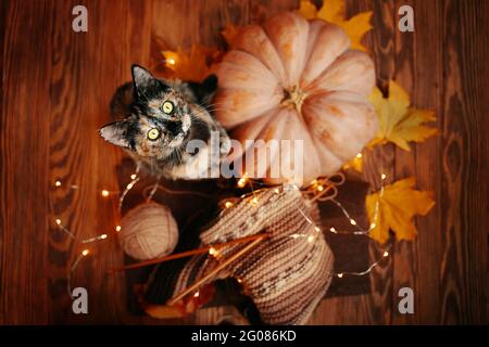 Top view of a cute kitten, a round orange pumpkin, autumn yellow leaves and a knitted multicolored scarf. The cat stands on its hind legs on a wooden background. Stock Photo