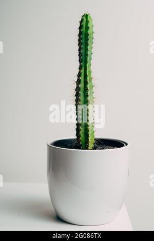 Beautiful healthy pole cactus in a white pot in an apartment - decoration Stock Photo