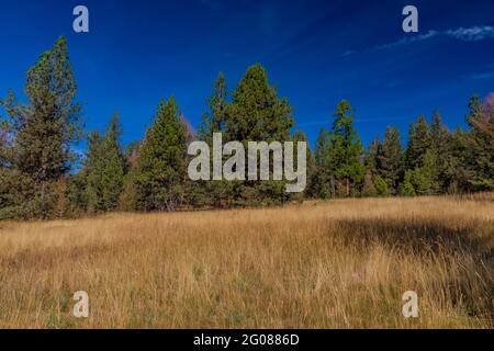 Once the largest Civilian Conservation Corps camp in the nation, now only meadows, and foundations, and chimneys mark the location of Ninemile CCC Cam Stock Photo