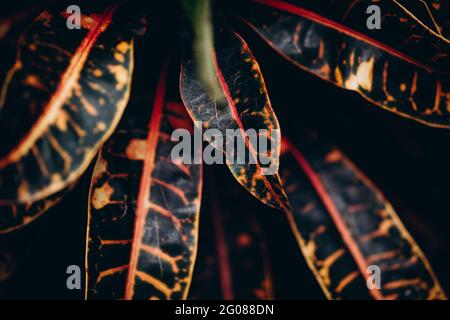 Beautiful colorful leaves of tropical plants Stock Photo