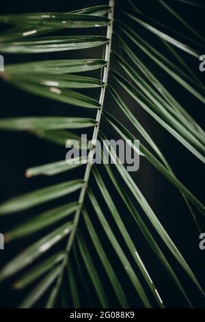 Abstract background of exotic palm leaves in natural shadow Stock Photo