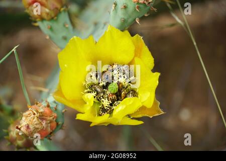 Yellow Flowers on Prickly Pear Cactus infested with samll beetles known as Common Flower Scarabs Stock Photo