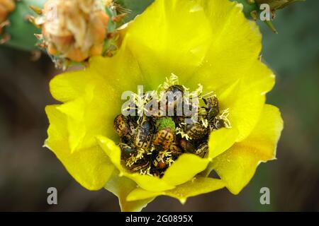 Yellow Flowers on Prickly Pear Cactus infested with samll beetles known as Common Flower Scarabs Stock Photo