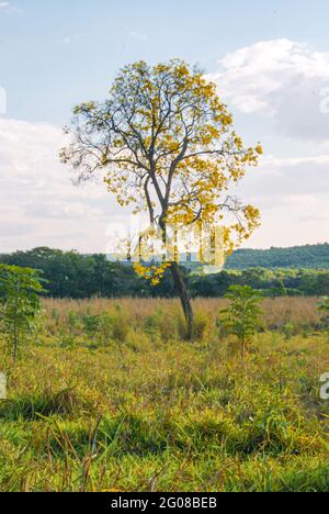 Only tree in the pasture with yellow flower Stock Photo