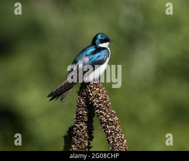 Tree Swallow, Tachycineta bicolor, perched on a reed with green background Stock Photo
