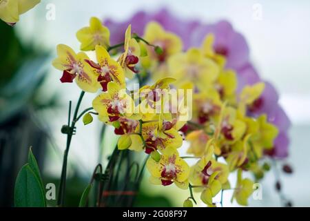 Floral concept. Orchid growing tips. How take care of orchid plants indoors. Most commonly grown house plants. Orchids blossom close up. Orchid flower Stock Photo