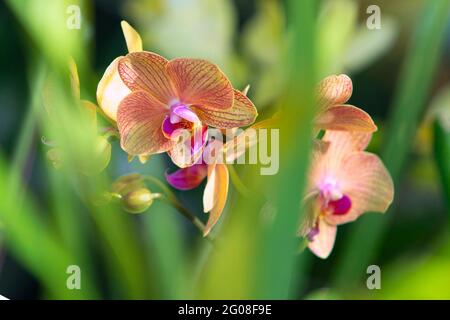 Floral concept. Orchid growing tips. How take care of orchid plants indoors. Most commonly grown house plants. Orchids blossom close up. Orchid flower Stock Photo