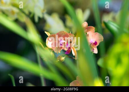 Floral concept. Orchid growing tips. How take care of orchid plants indoors. Most commonly grown house plants. Orchids blossom close up. Orchid flower Stock Photo