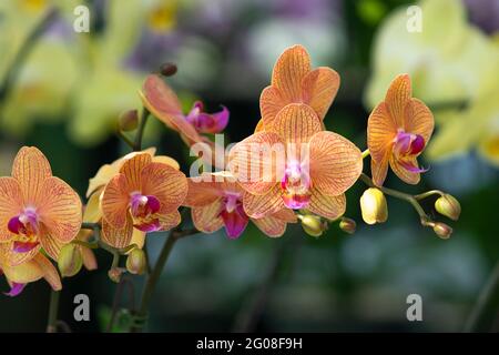 Floral concept. Orchid growing tips. How take care of orchid plants indoors. Most commonly grown house plants. Orchids blossom close up. Orchid flower Stock Photo