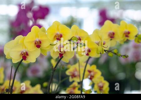 Floral concept. Orchid growing tips. How take care of orchid plants indoors. Most commonly grown house plants. Orchids blossom close up. Orchid flower Stock Photo