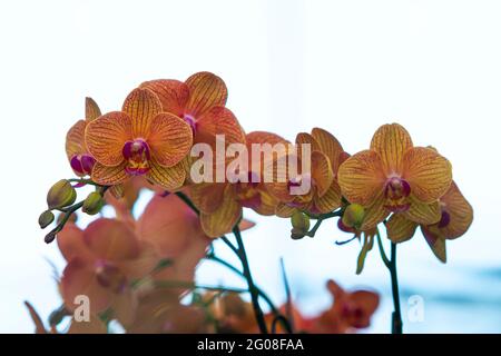 Floral concept. Orchid growing tips. How take care of orchid plants indoors. Most commonly grown house plants. Orchids blossom close up. Orchid flower Stock Photo